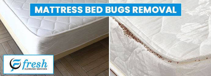 Mattress Bed Bugs Removal Swanport