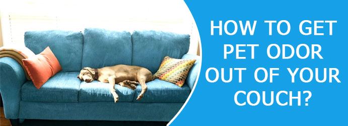How to Get Pet Odor Out of Your Couch