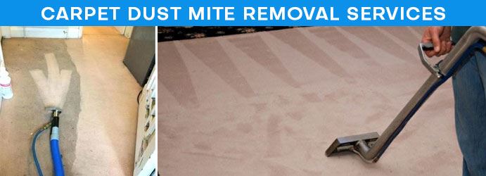 Carpet Dust Mite Removal Services