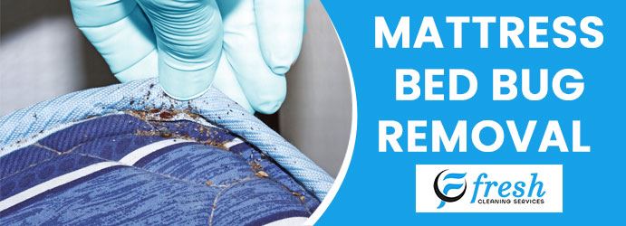 Mattress Bed Bug Removal Enfield