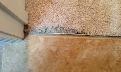 Carpet Pet Damage Repair Service