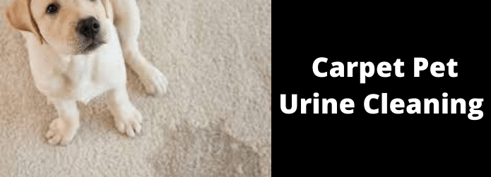 Carpet Pet Urine Removal In Canberra