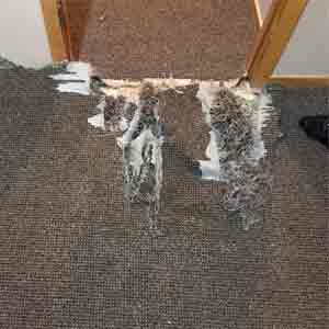 Carpet Pet Damage Repair in Sydney