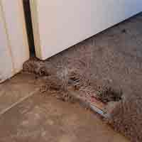 Carpet Pet Damage Repair Perth