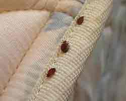 Mattress Bed Bug Removal Canberra